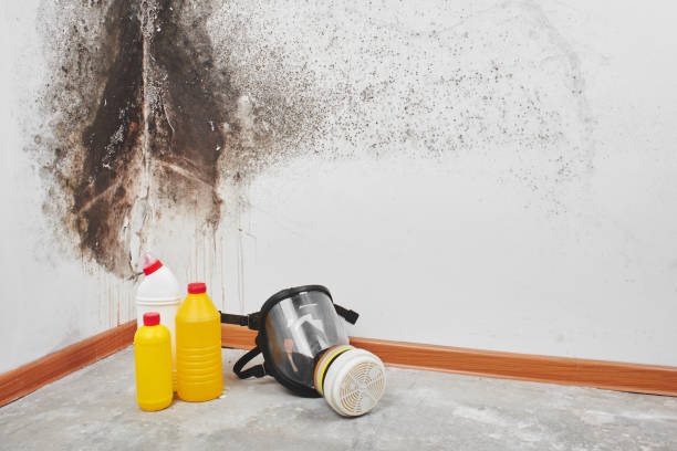 Best Mold Remediation Services  in Newcastle, WY