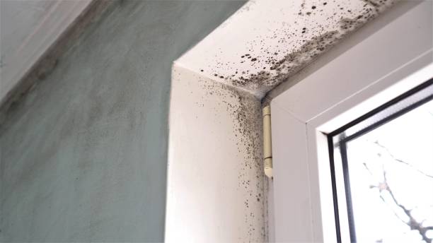 Best Office Mold Removal Services  in Newcastle, WY