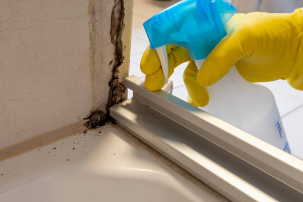 Best Mold Removal Company Near Me  in Newcastle, WY