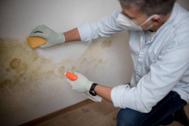 Best Mold Removal Process  in Newcastle, WY