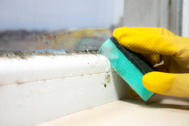 Best Toxic Mold Removal  in Newcastle, WY