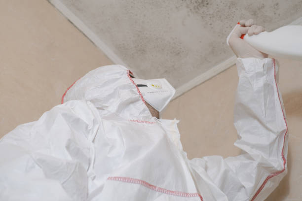 Best Black Mold Removal  in Newcastle, WY