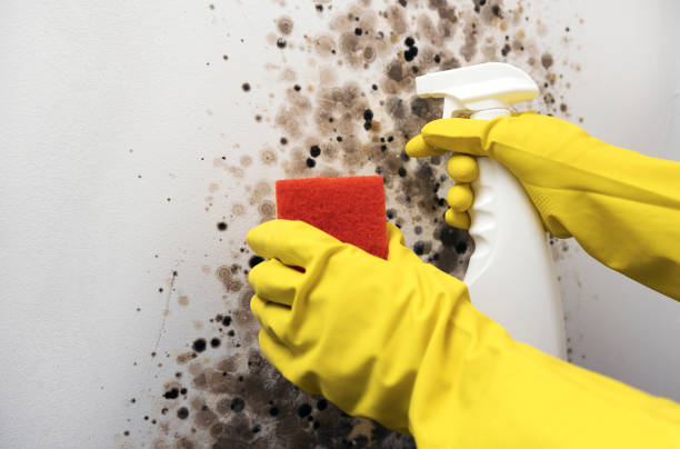 Best Emergency Mold Removal  in Newcastle, WY