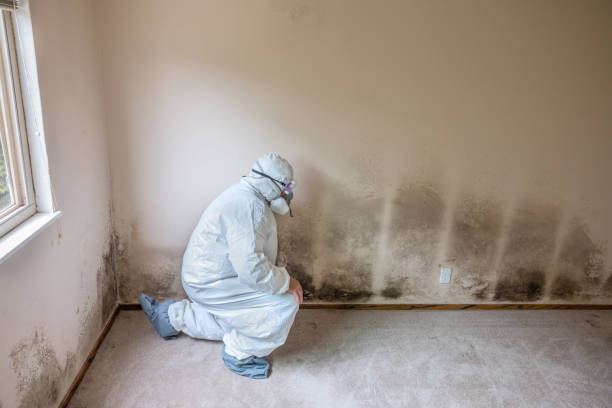 Mold Removal and Inspection in Newcastle, WY