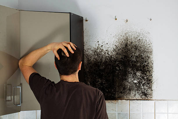 Mold Removal Process in Newcastle, WY