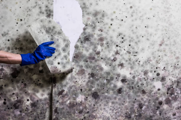 Best Emergency Mold Removal  in Newcastle, WY