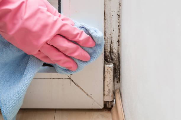 Best Attic Mold Removal  in Newcastle, WY