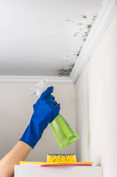 Best Professional Mold Removal  in Newcastle, WY