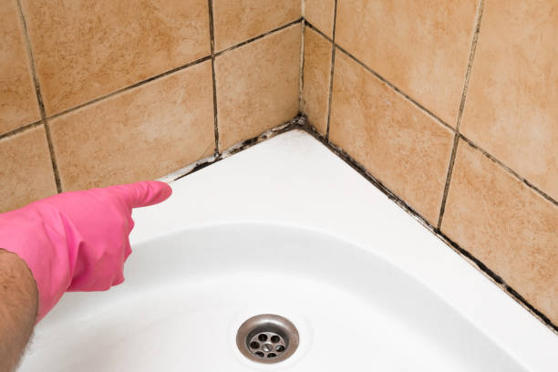 Best Mold Damage Repair  in Newcastle, WY